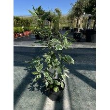 Дерен білий «Елегантісіма» (Cornus alba Elegantissima) С3